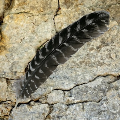 Pluma de pavo grande