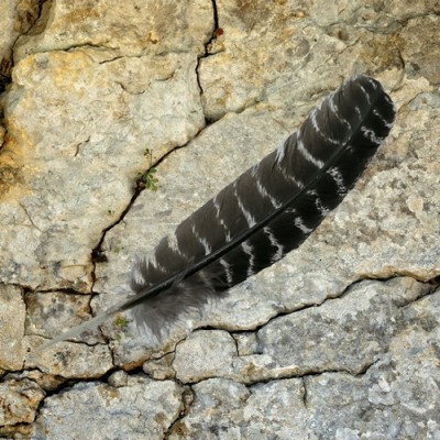Turky Feather medium