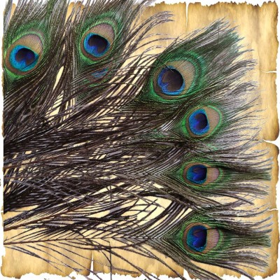 Peacock Feathers Pack of 5