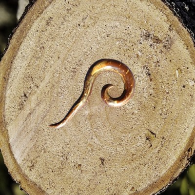 Earring spiral of palm wood