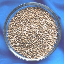 Coriander (Coriandrum sativum) Bag with 250 g