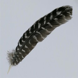 Turky Feather large
