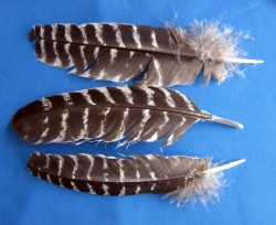 Turky Feather medium