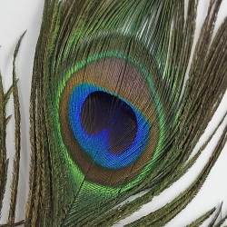Peacock feather approx. 40 cm