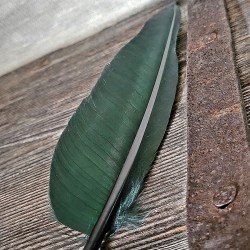 Feather quill with metal nib, green.