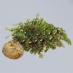 Rose of Jericho Bag with 250 g
